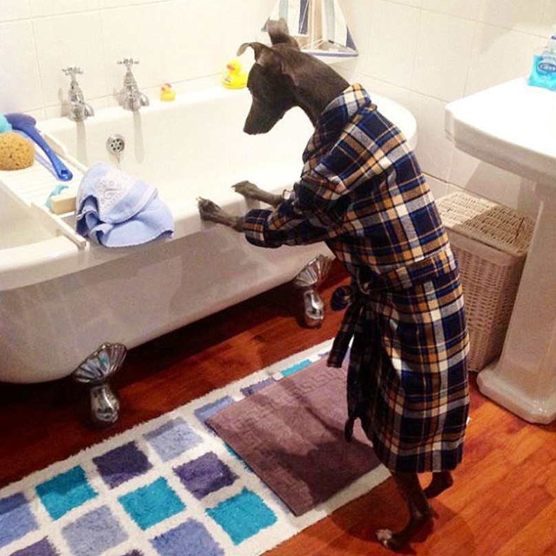 whippet in a dressing gown.jpg
